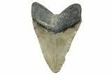 Fossil Megalodon Tooth - North Carolina #275264-2